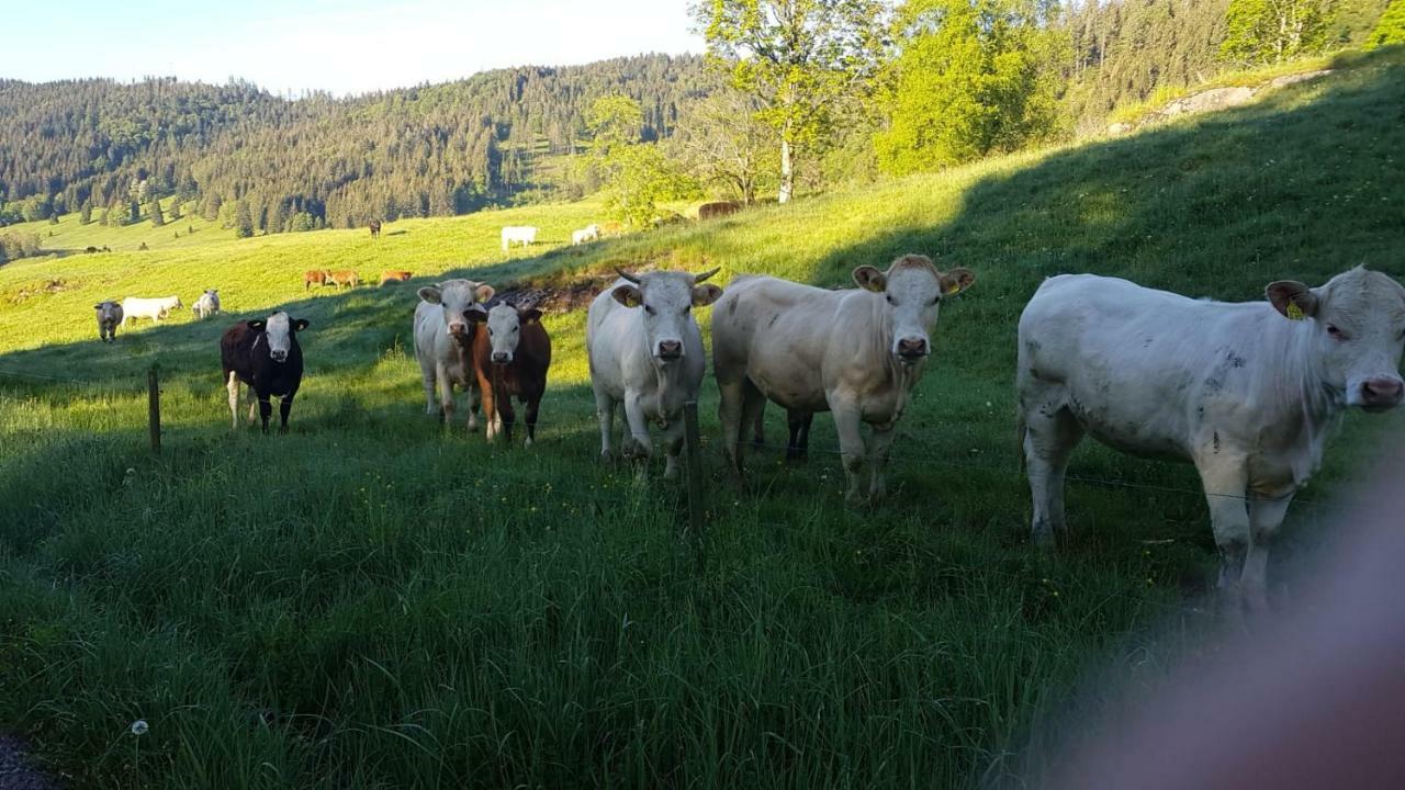 상트블라신 Haus Am Scheibenfelsen 아파트 외부 사진